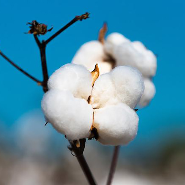 Which cotton is the best for bedding?