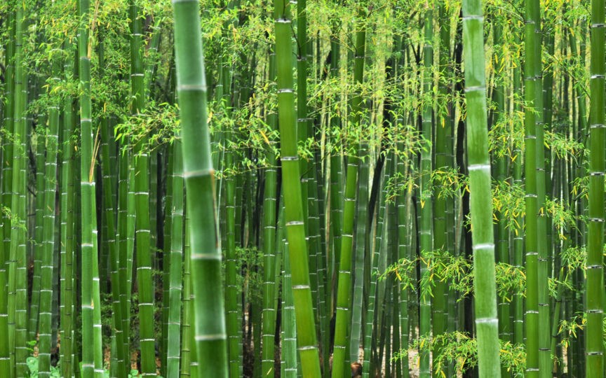 Why choose bamboo fiber will become people's favorite home textile fabric?